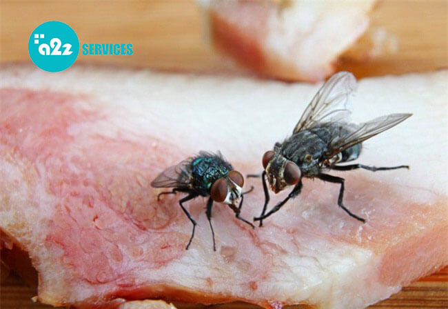 Tập tính vừa ăn, vừa nôn thải chất bẩn của ruồi gây ra nhiều mầm bệnh