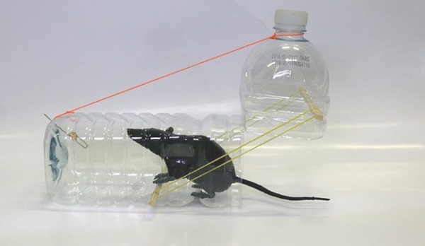 Cách làm bẫy chuột bằng chai nhựa đơn giản