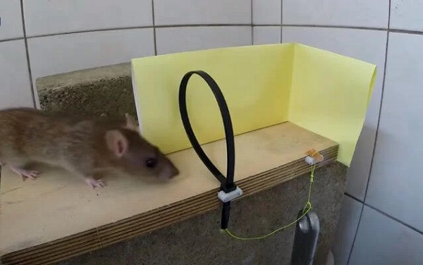 Cách làm bẫy chuột tự chế bằng dây rút nhựa hiệu quả