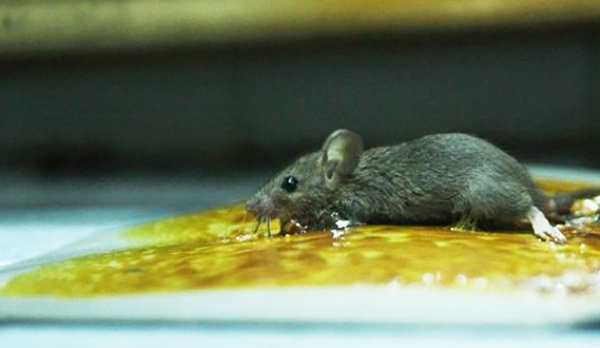 Dùng keo dính chuột bẫy lũ chuột là một cách làm vô cùng hiệu quả
