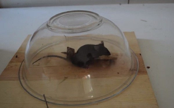 Cách làm bẫy chuột thông minh đơn giản bằng bát thủy tinh