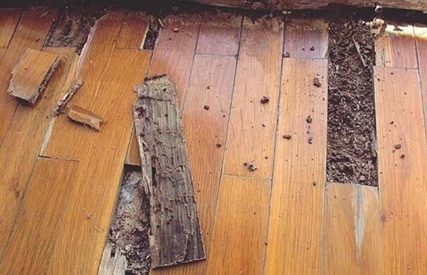 Đồ gỗ dễ bị rơi ra khi có mối
