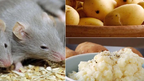 Cách đuổi chuột dân gian bằng khoai tây đơn giản