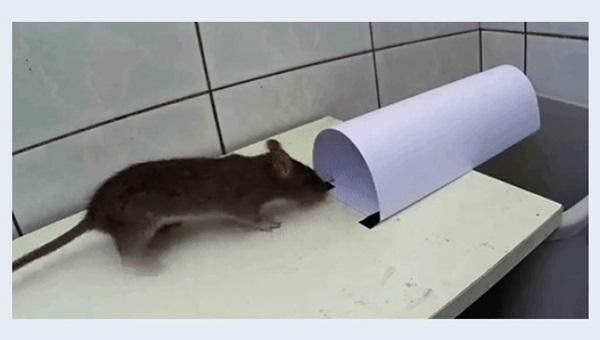Làm bẫy chuột bằng giấy siêu đơn giản
