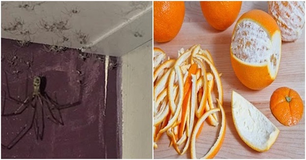 Cách đuổi nhện ra khỏi nhà bằng vỏ cam