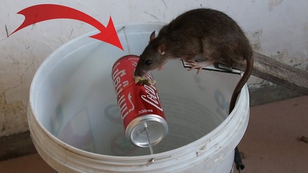 Cách làm bẫy chuột bằng thùng sơn