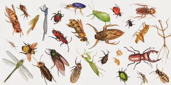 12 loại côn trùng trong nhà thường gặp gây hại nhất
