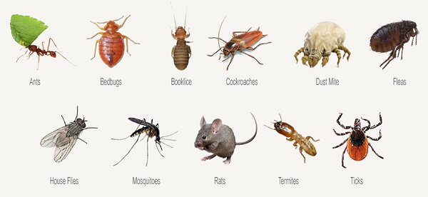 Các loại côn trùng thường gặp trong nhà