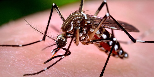 Muỗi thường ở nhà tắm
