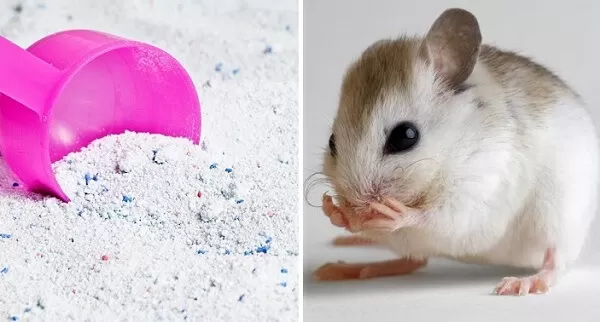 9 cách đuổi chuột vĩnh viễn. Mẹo diệt chuột hiệu quả an toàn