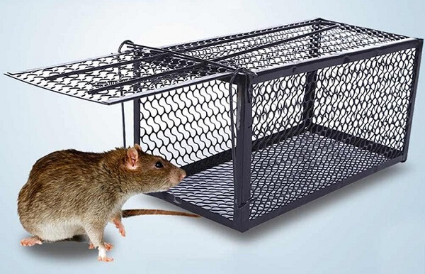 Dùng bẫy chuột bằng lòng sắt