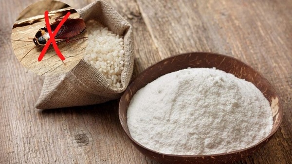 Cách diệt gián bằng bột gạo 