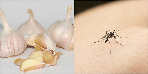 Muỗi thường rất “e dè” với mùi hương của tinh dầu tỏi