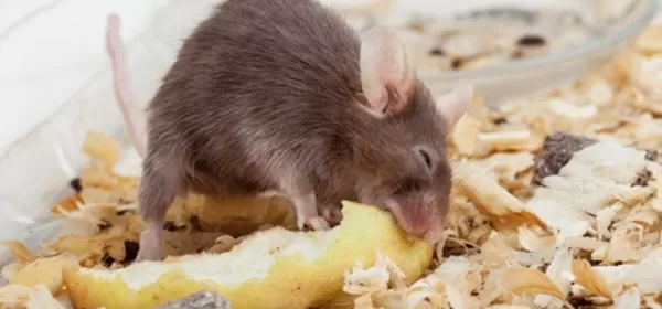 Loài chuột thích ăn gì nhất? Cách làm mồi bẫy chuột