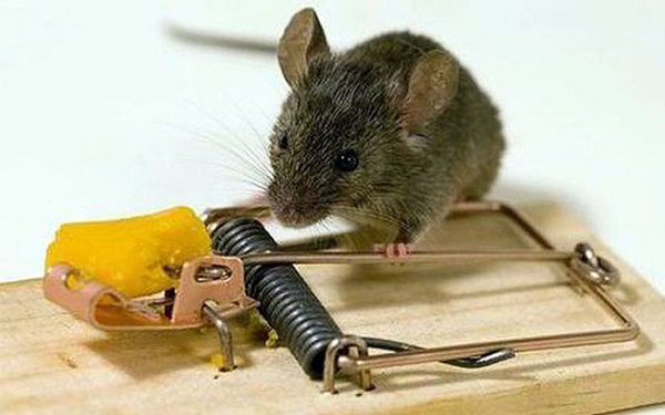 Loài chuột thích ăn gì nhất cách làm mồi bẫy chuột