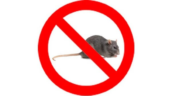 Chuột sợ mùi gì nhất? Cách đuổi chuột dân gian bạn cần biết