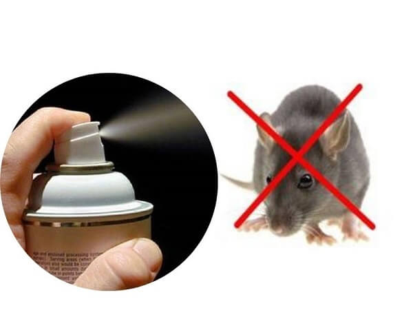 Chuột sợ gì nhất? Chuột sợ mùi gì? Phương pháp đuổi chuột nào hiệu quả nhất