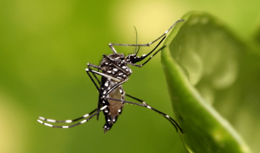 Muỗi xuất hiện nhiều sau những ngày mưa ở Sài Gòn